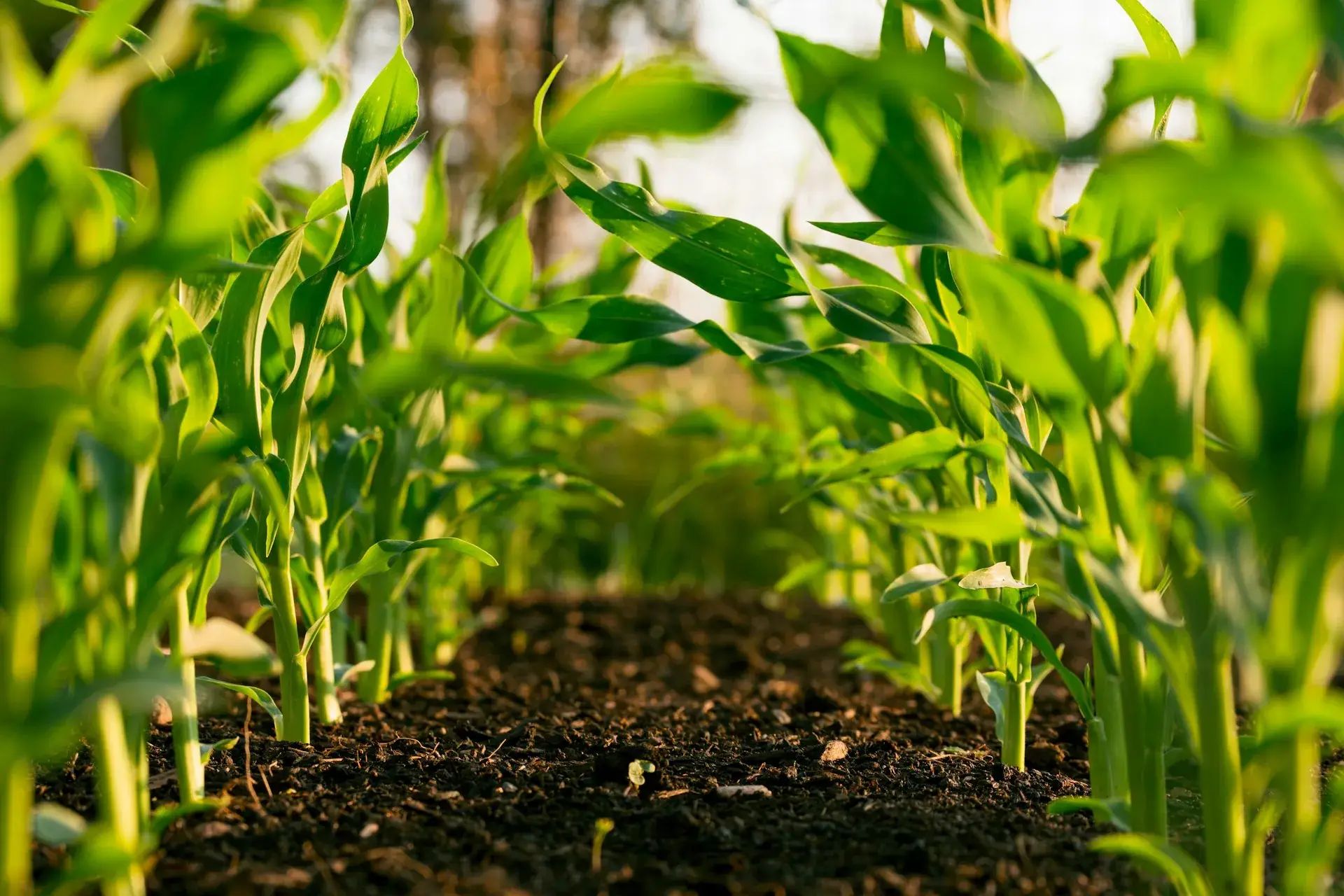 Rows of young corn backlit by low sun, dark tilled soil between the rows