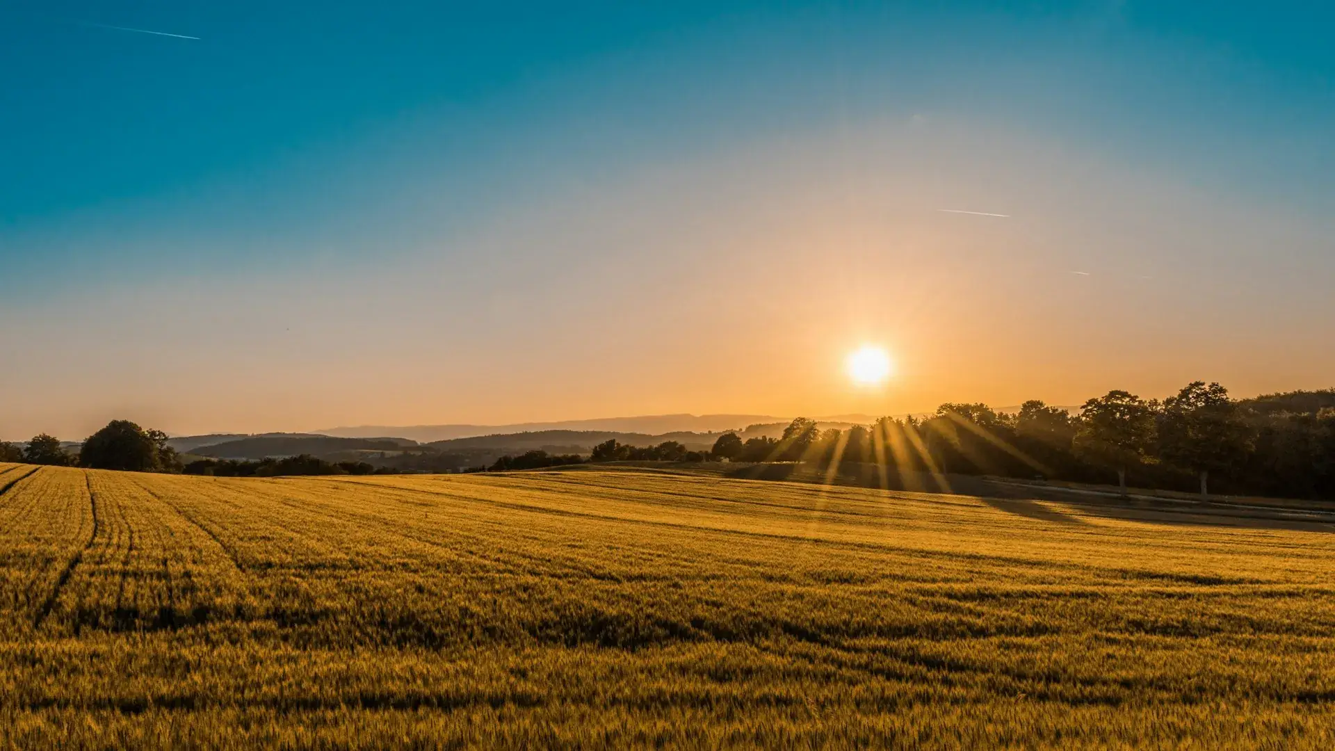 Golden wheat field at sunset